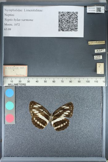 Media type: image;   Entomology 162826
